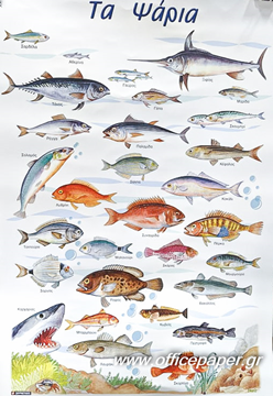ΑΦΙΣΑ ΕΚΠΑΙΔΕΥΤΙΚΗ - ΤΑ ΨΑΡΙΑ    60Χ80ΕΚ. ΣΥΜΡΝΙΩΤΑΚΗΣ